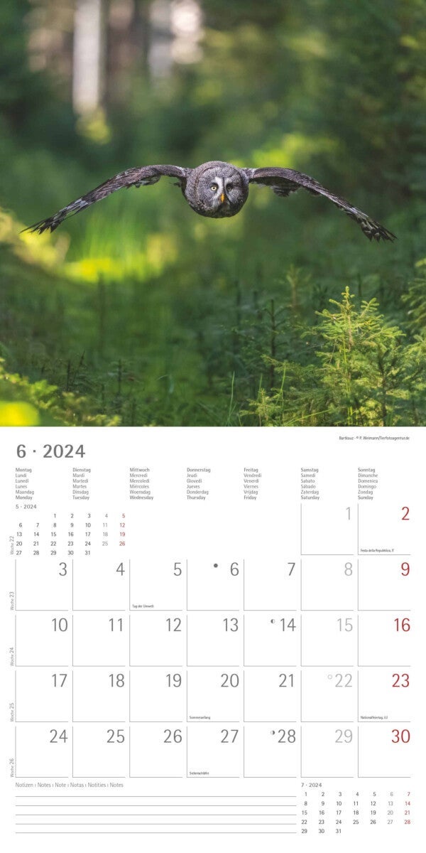 Kalender 2024 Owls 30x30cm