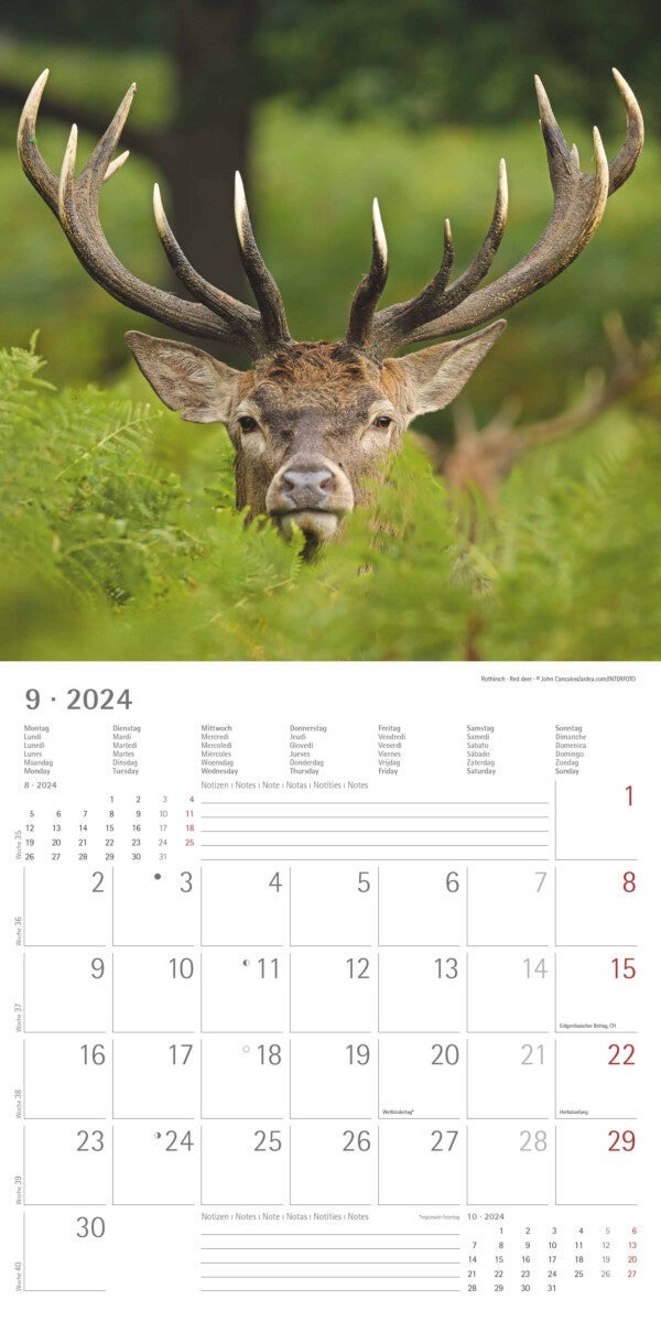 Kalender 2024 Forest Animals 30x30cm