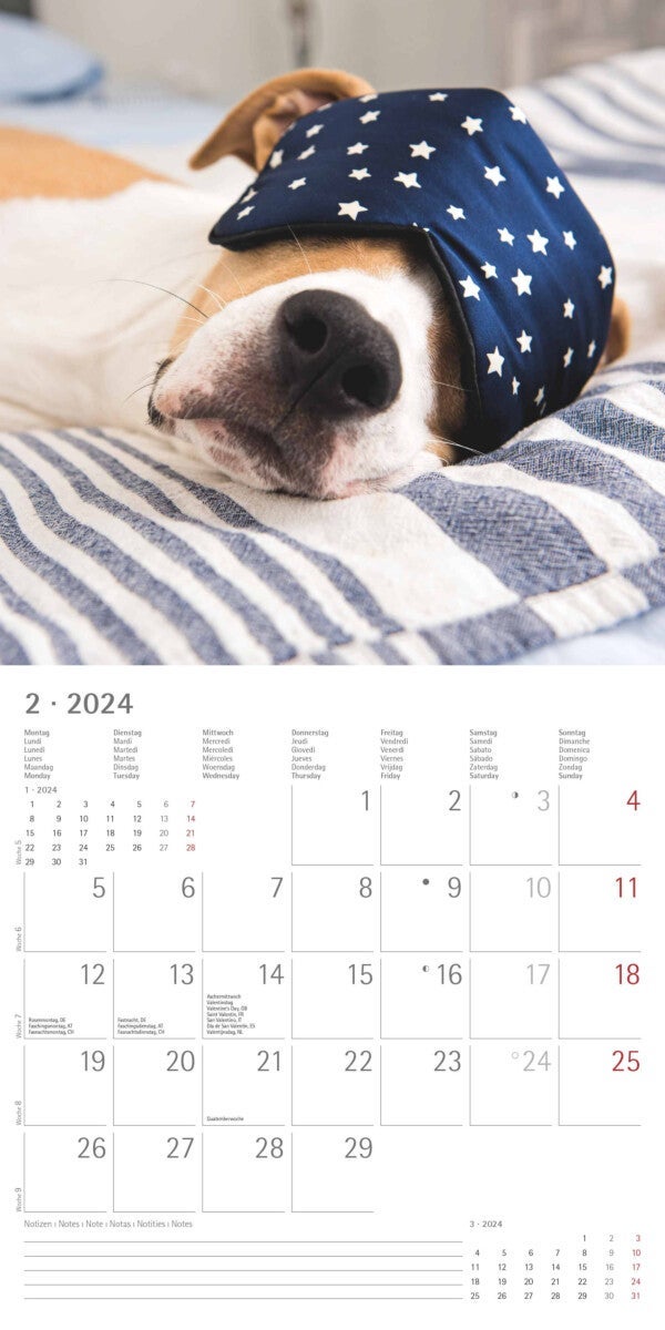 Kalender 2024 Funny Dogs 30x30cm