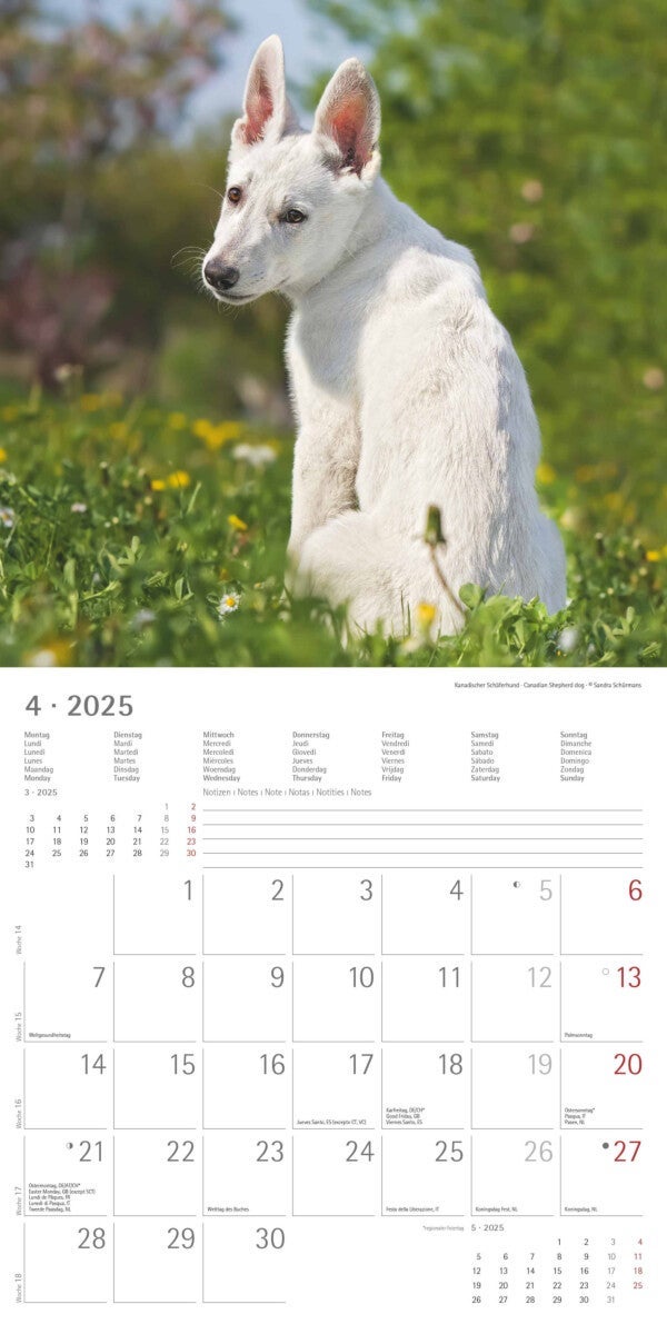 Kalender 2025 Puppies 30x30cm