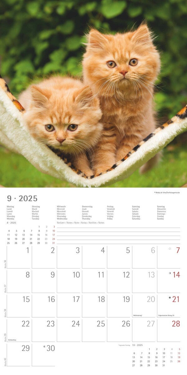 Kalender 2025 Kittens 30x30cm
