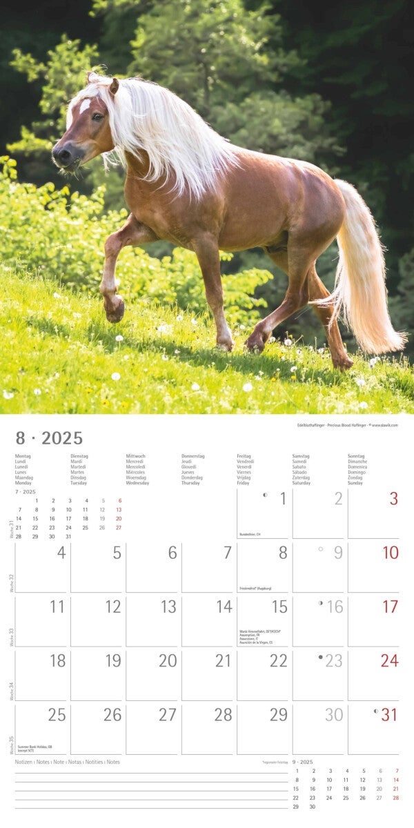 Kalender 2025 Horses 30x30cm