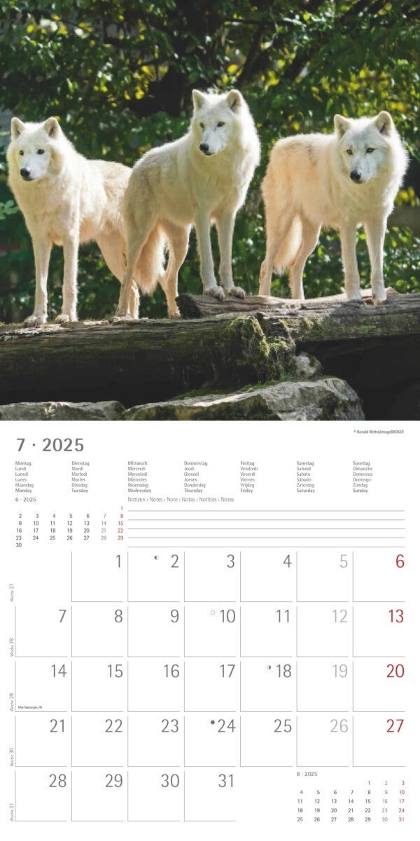 Kalender 2025 Wolves 30x30cm