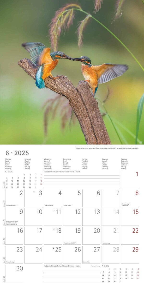 Kalender 2025 Birds 30x30cm
