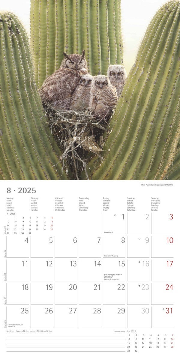 Kalender 2025 Owls 30x30cm