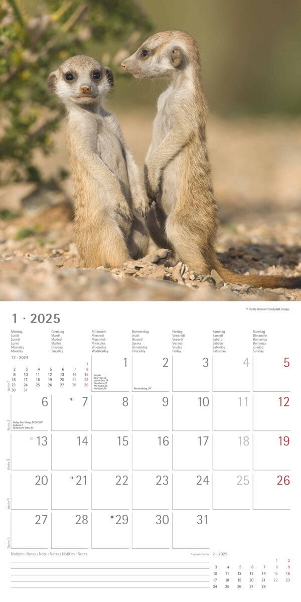 Kalender 2025 Suricates 30x30cm