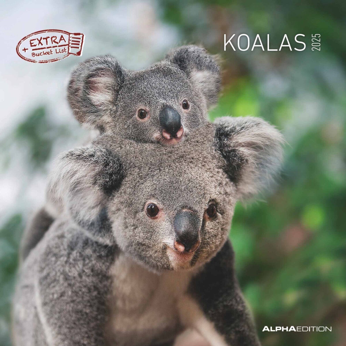 Kalender 2025 Koalas 30x30cm