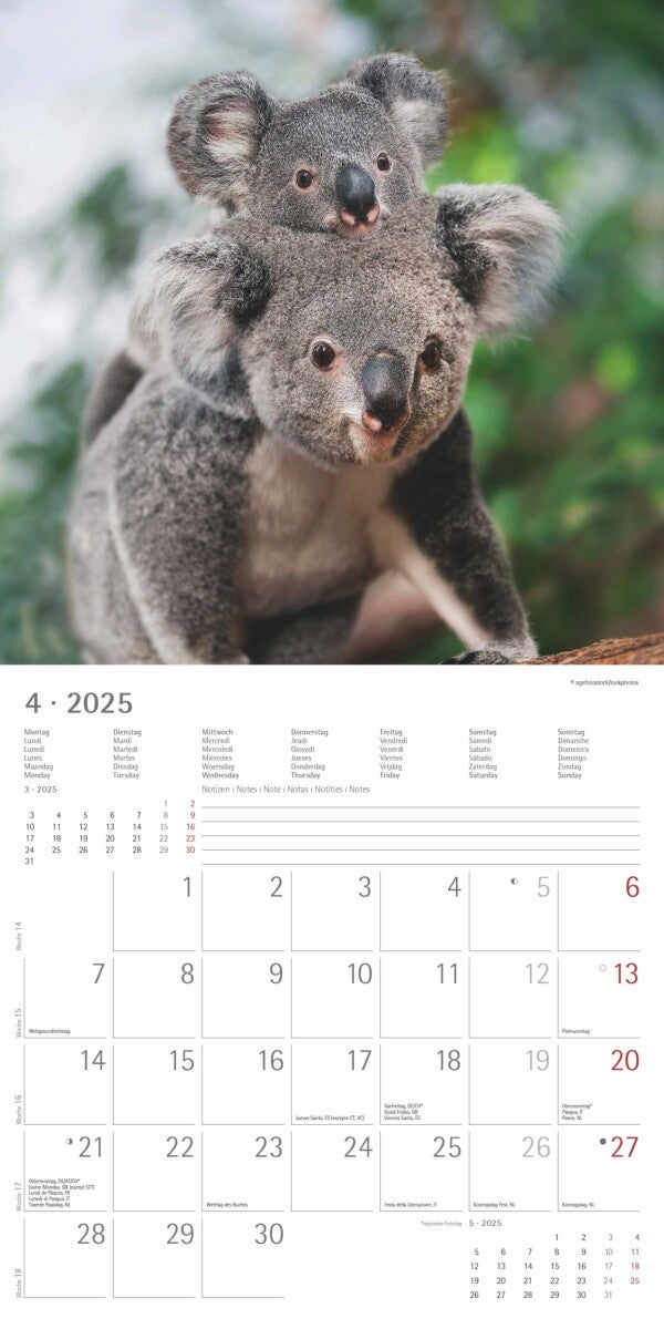 Kalender 2025 Koalas 30x30cm