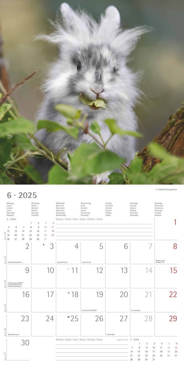 Kalender 2025 Rabbits 30x30cm