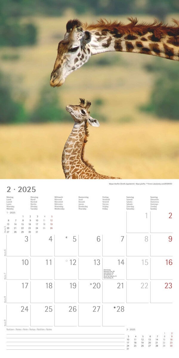 Kalender 2025 Baby Animals 30x30cm