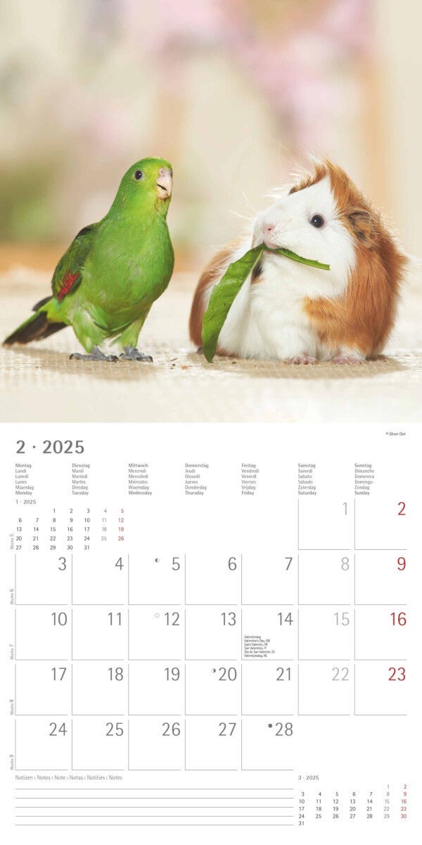 Kalender 2025 Animal Friendships 30x30cm
