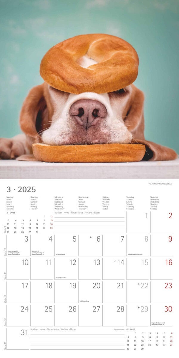 Kalender 2025 Funny Dogs 30x30cm