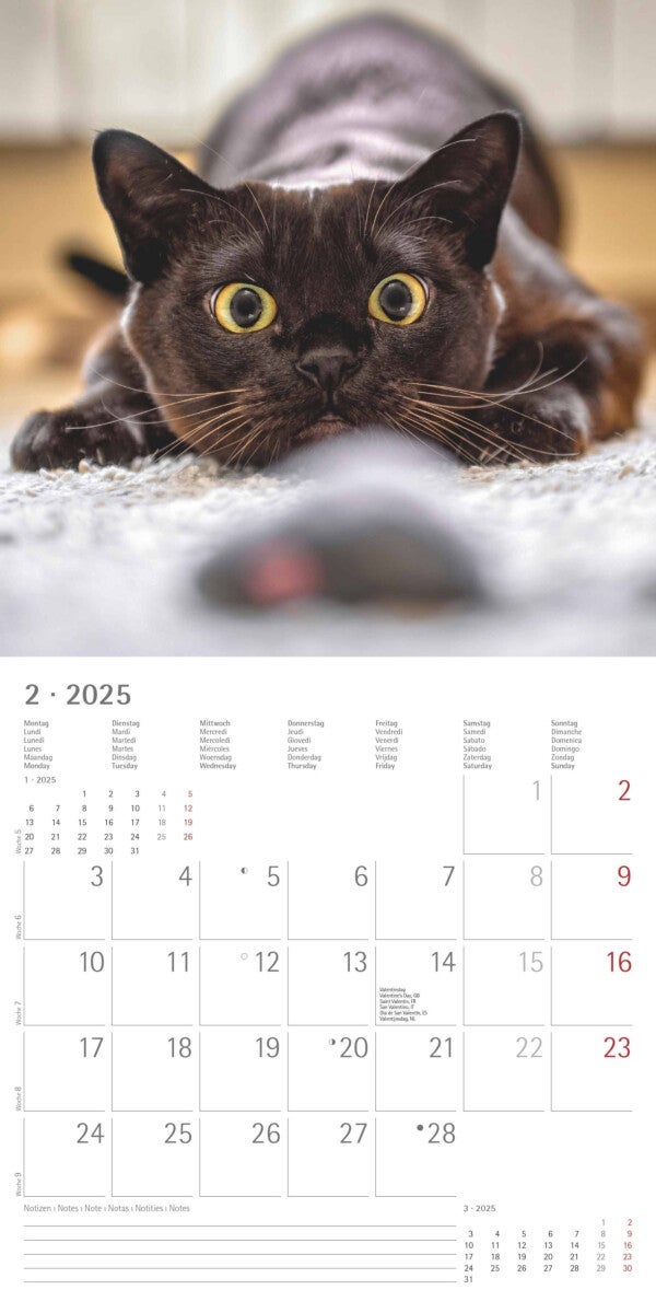 Kalender 2025 Funny Cats 30x30cm