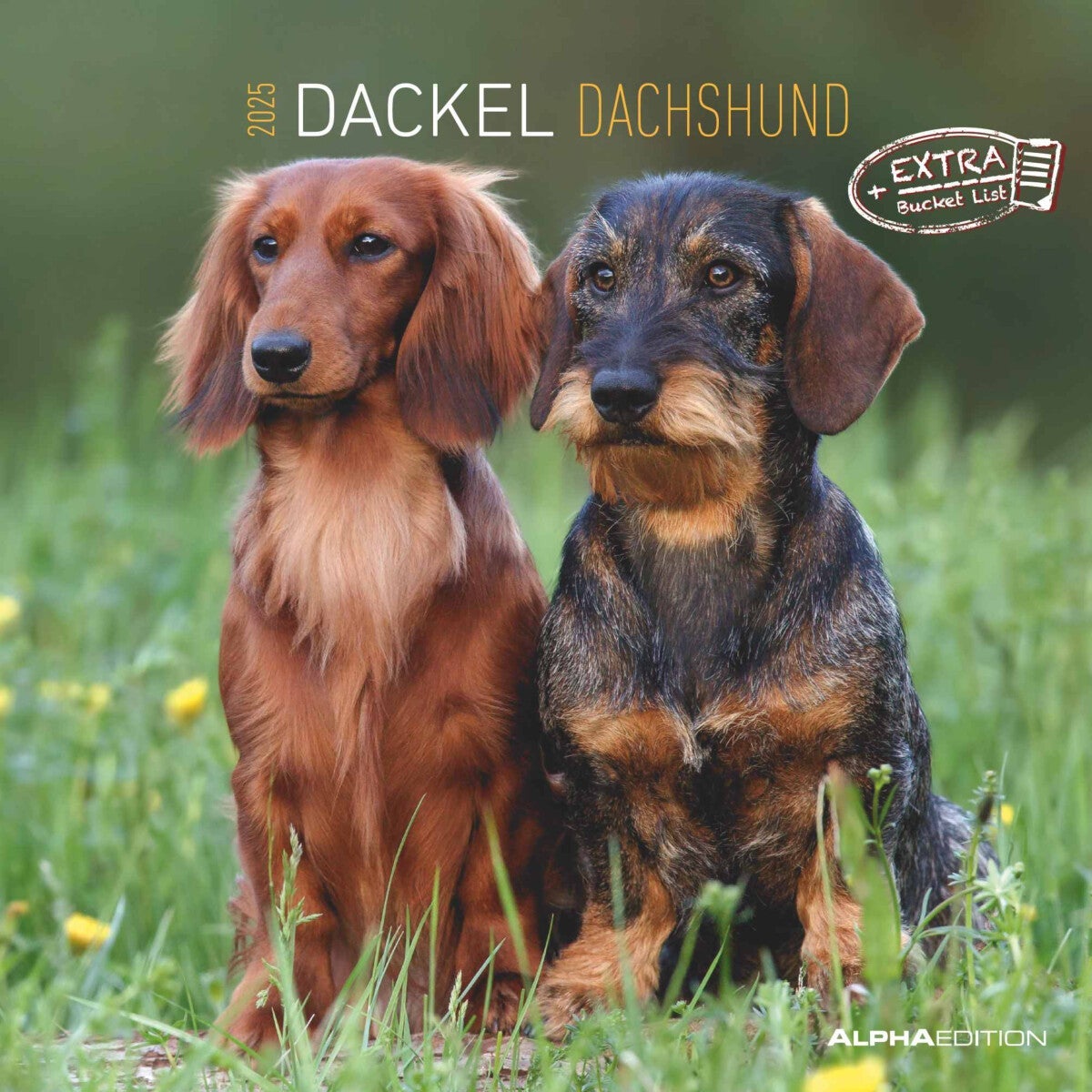 Kalender 2025 Dachshund 30x30cm