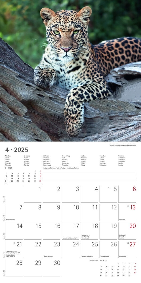 Kalender 2025 Big Cats 30x30cm