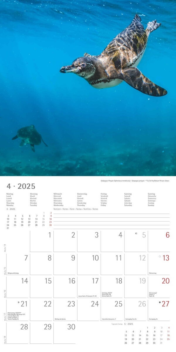Kalender 2025 Penguins 30x30cm