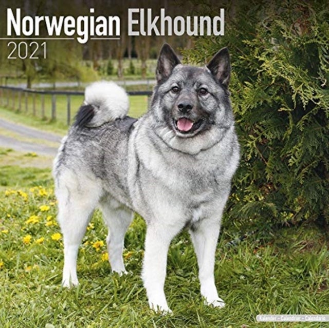 NORWEGIAN ELKHOUND 2021