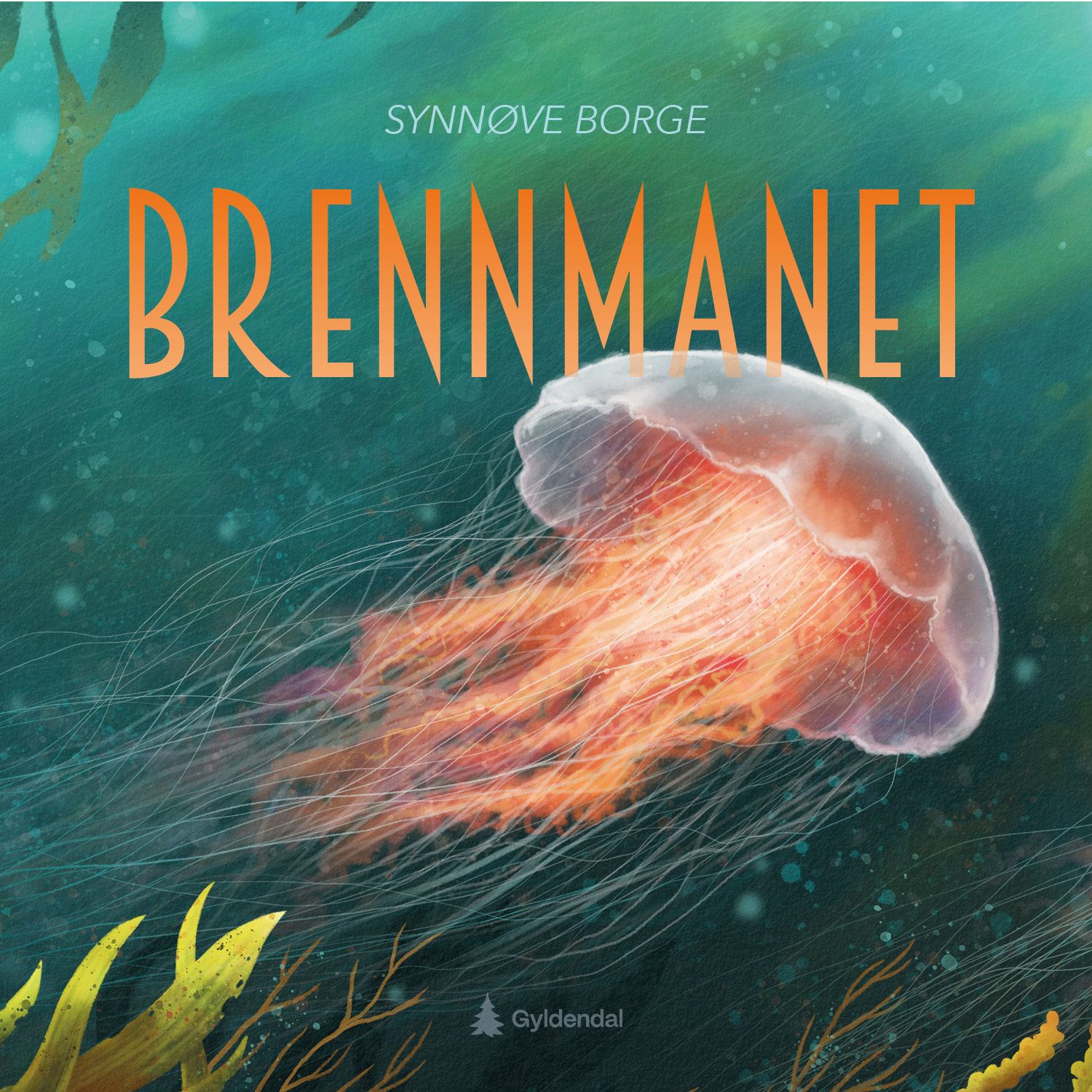 Brennmanet - cyanea capillata