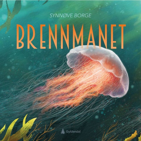 Brennmanet - cyanea capillata