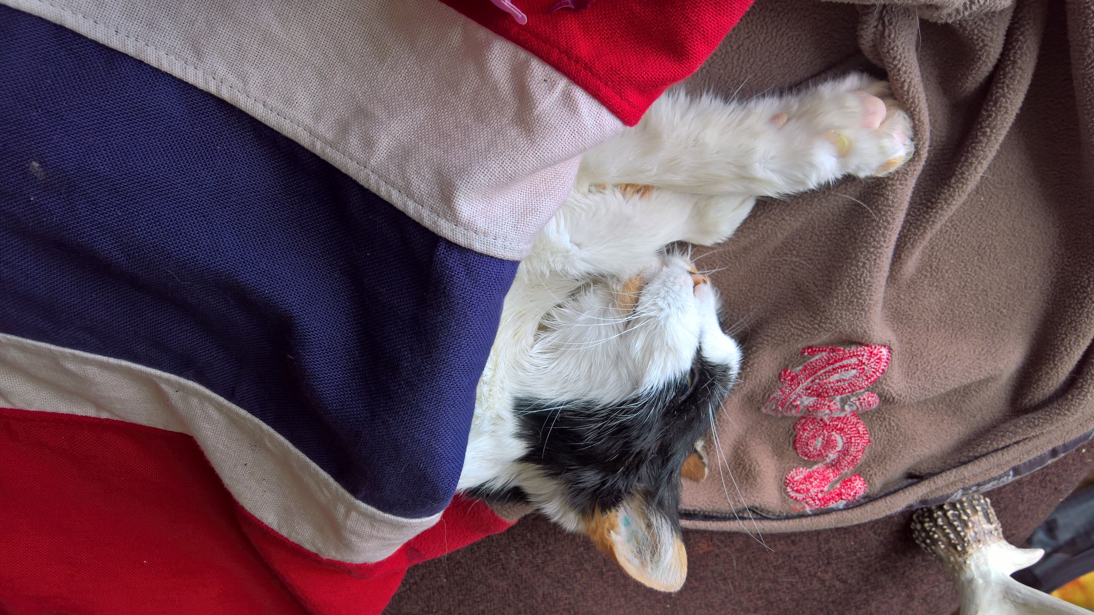 Introduction to BVD - Snd as a standardization process