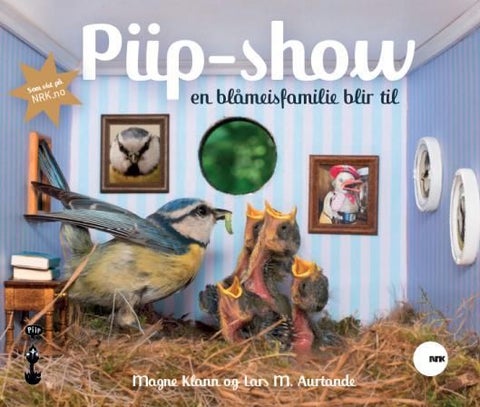 Piip-show - en blåmeisfamilie blir til