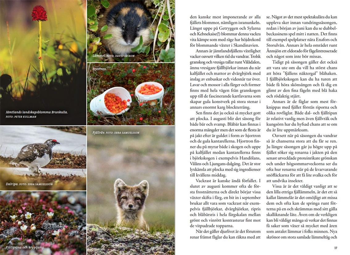 Fjällvandra i Jämtland