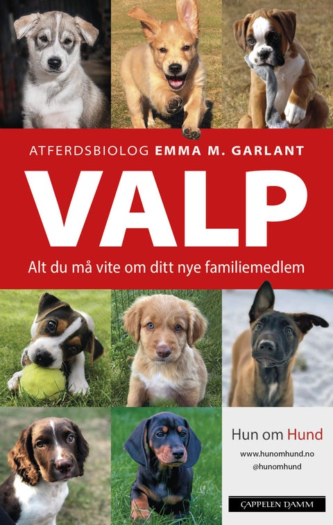 Valp - alt du må vite om ditt nye familiemedlem