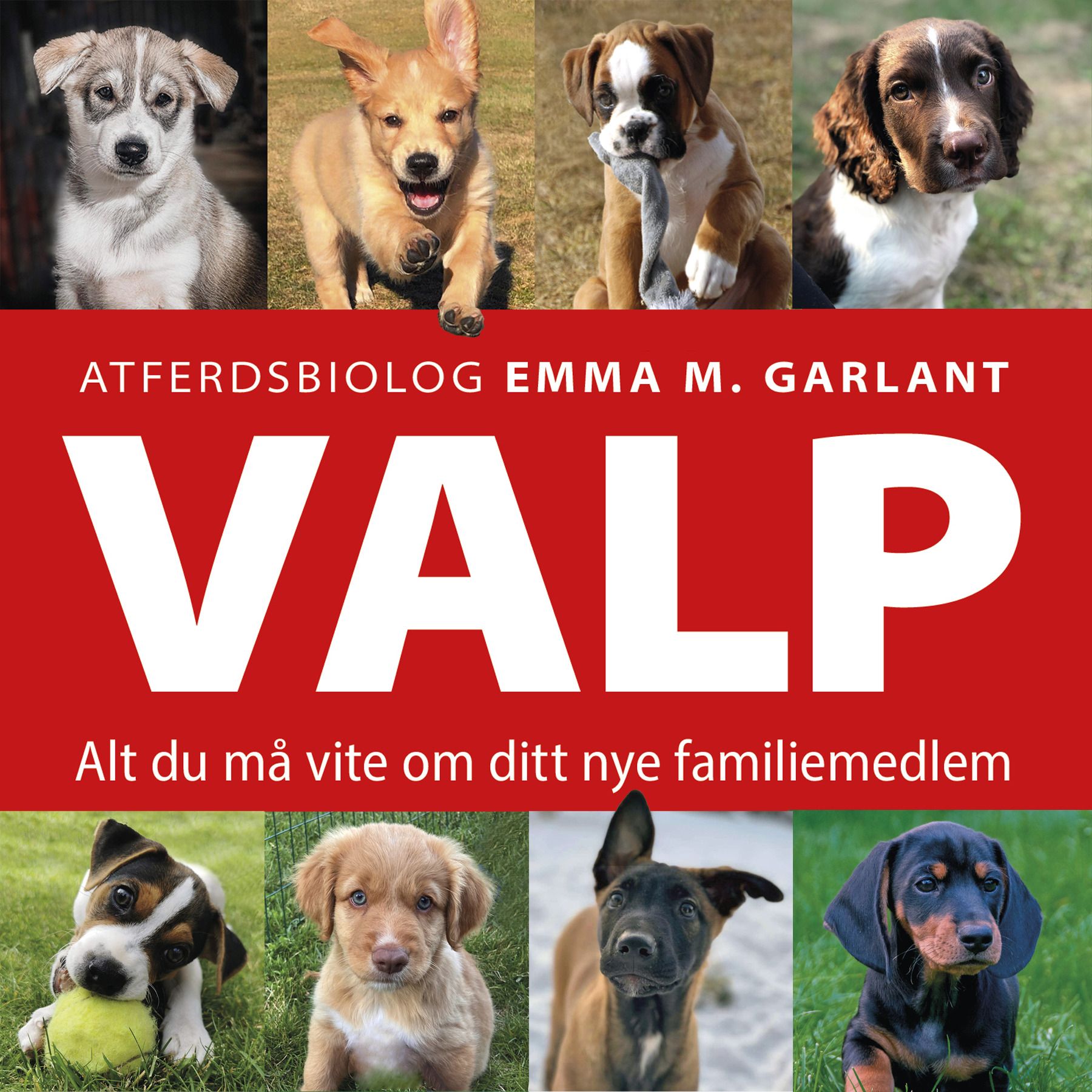 Valp - alt du må vite om ditt nye familiemedlem
