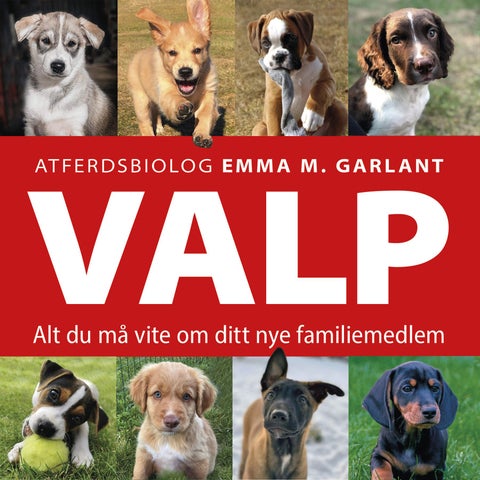 Valp - alt du må vite om ditt nye familiemedlem