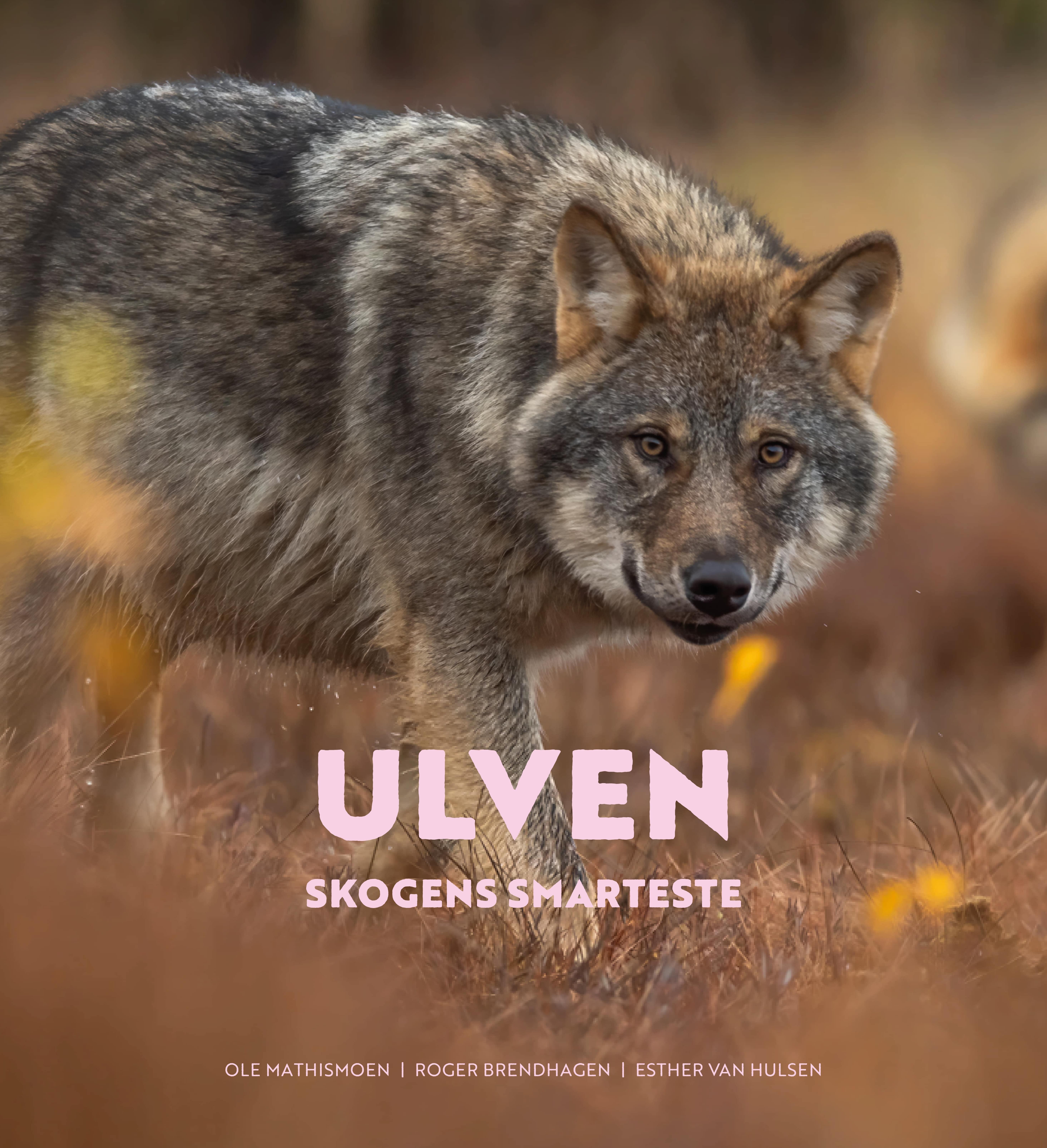 Ulven - skogens smarteste