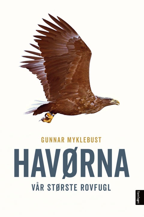 Havørna - vår største rovfugl