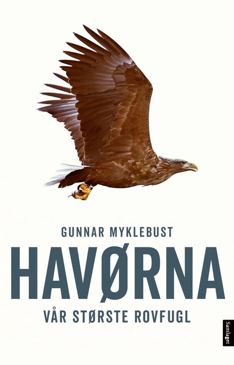 Havørna - vår største rovfugl