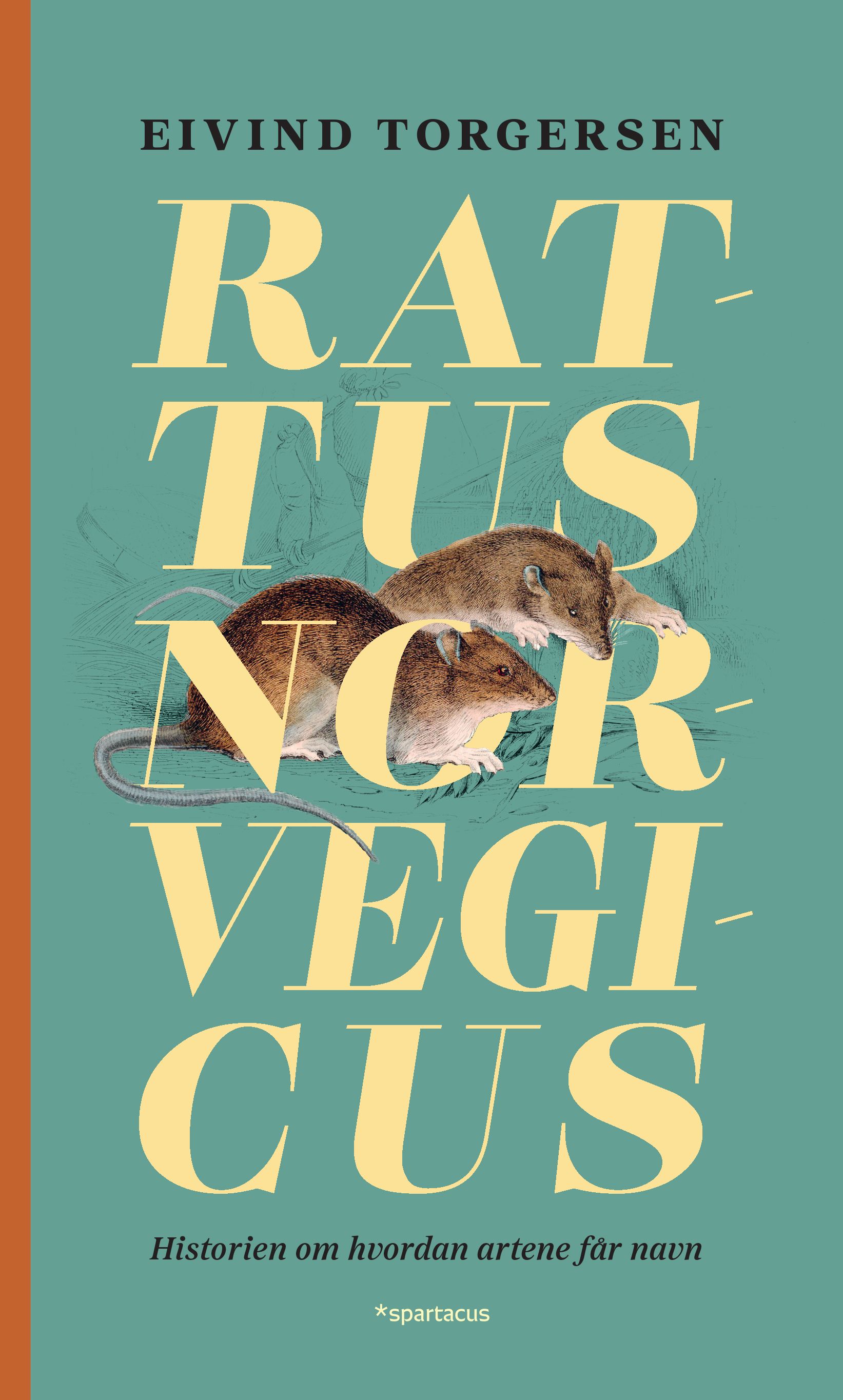 Rattus norvegicus - historien om hvordan artene får navn