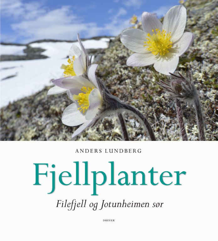 Fjellplanter - Filefjell og Jotunheimen sør