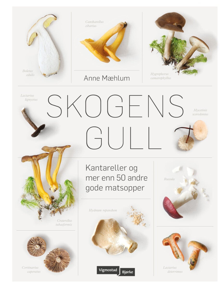 Skogens gull