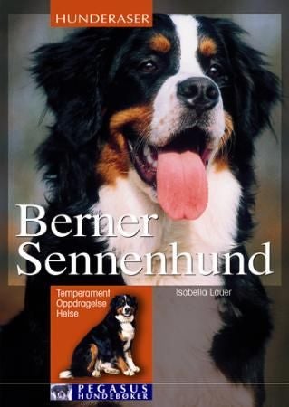 Berner sennenhund - temperament, oppdragelse, helse