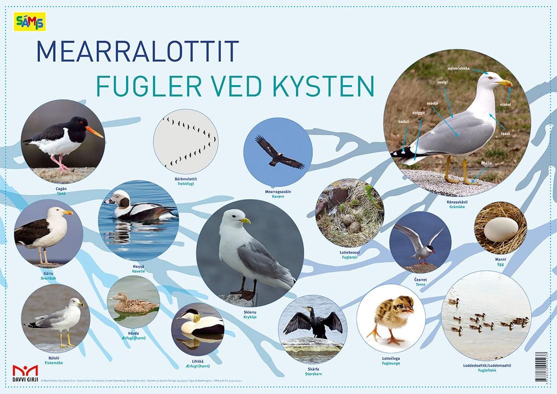 Mearralottit = Fugler ved kysten