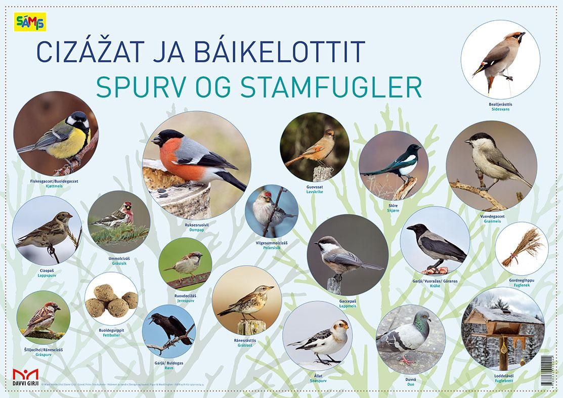 Cizázat ja báikelottit = Spurv og stamfugler