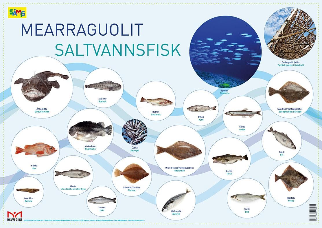 Mearraguolit = Saltvannsfisk