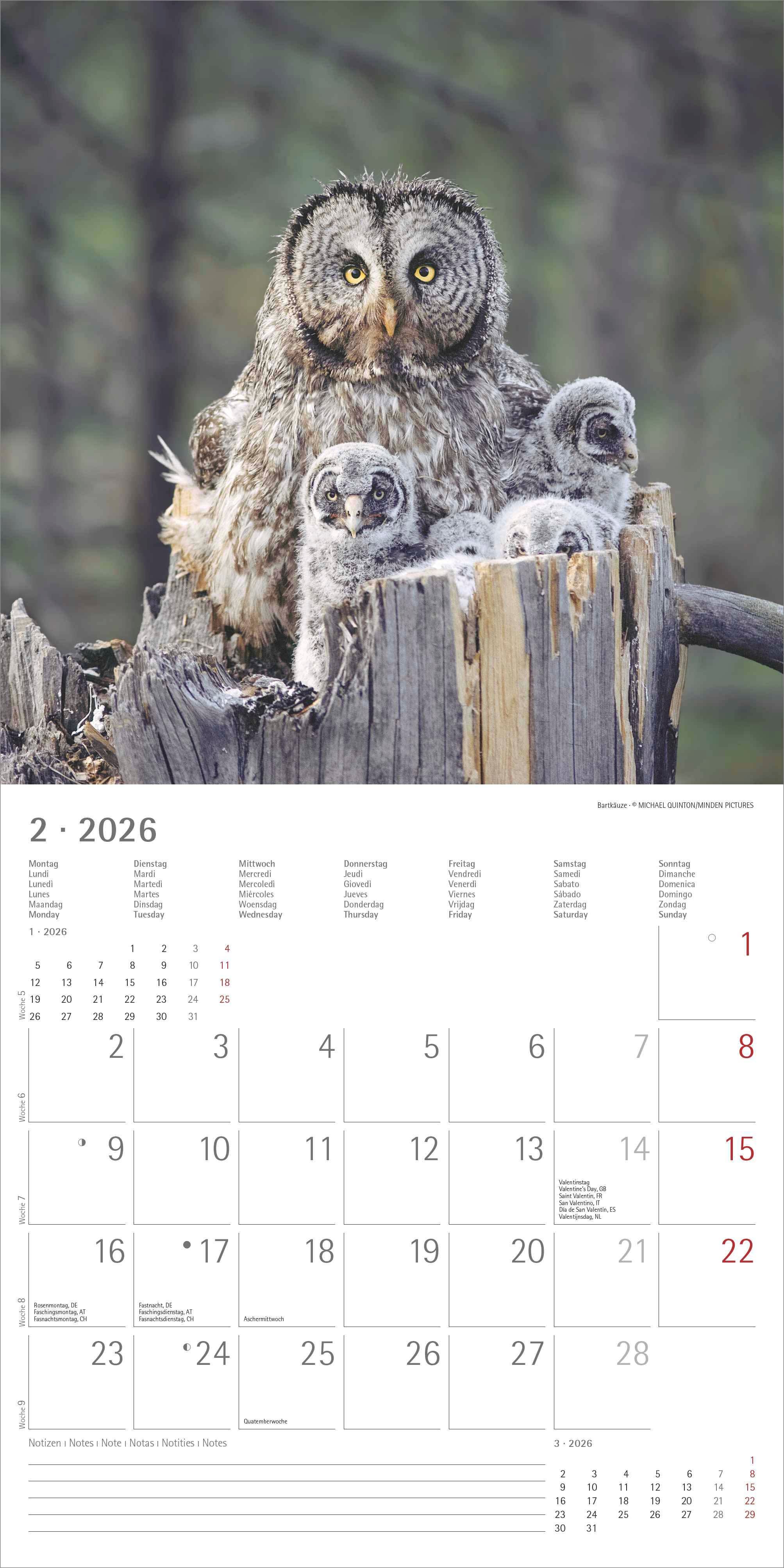 Kalender 2026 30x30 Owls