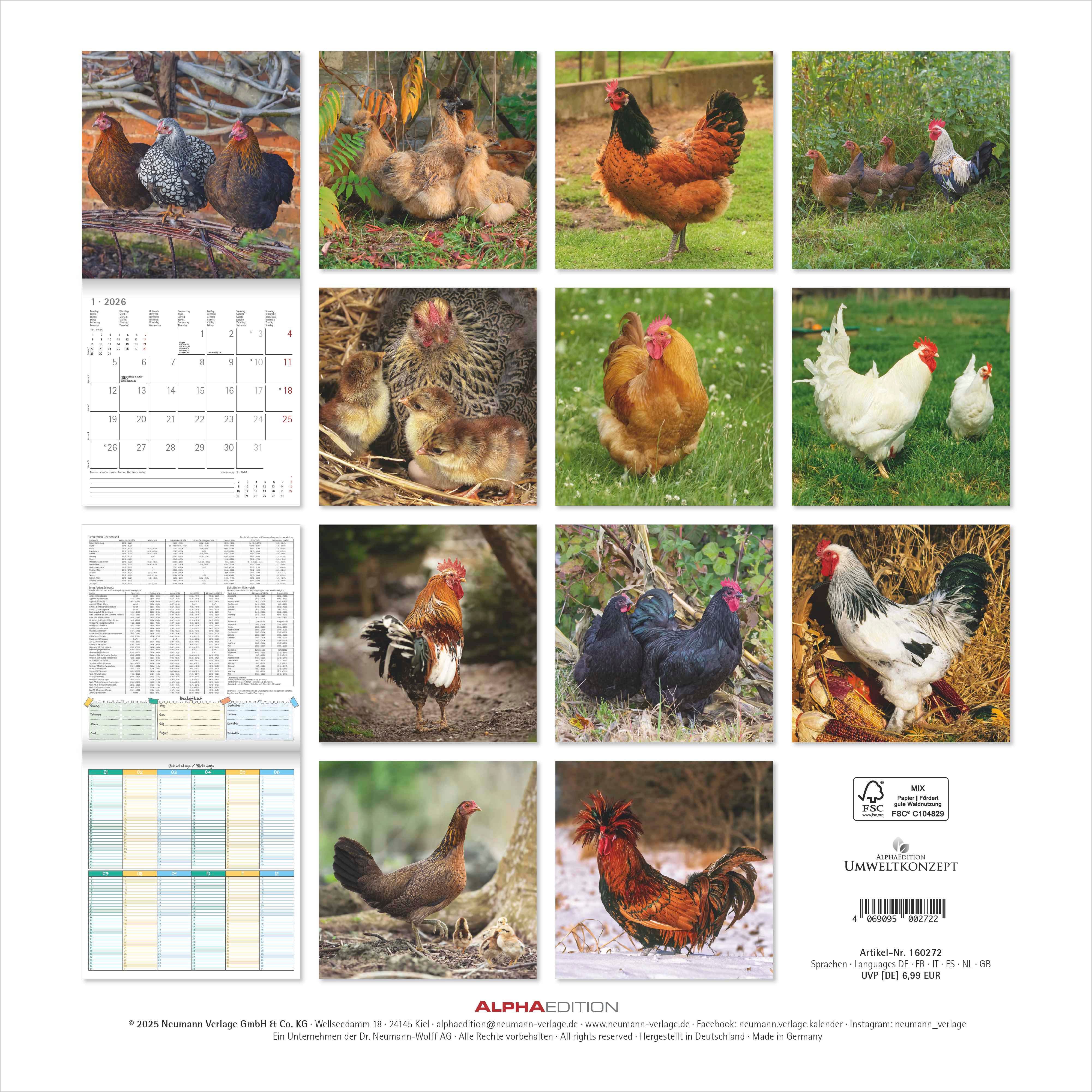 Kalender 2026 30x30 Chickens