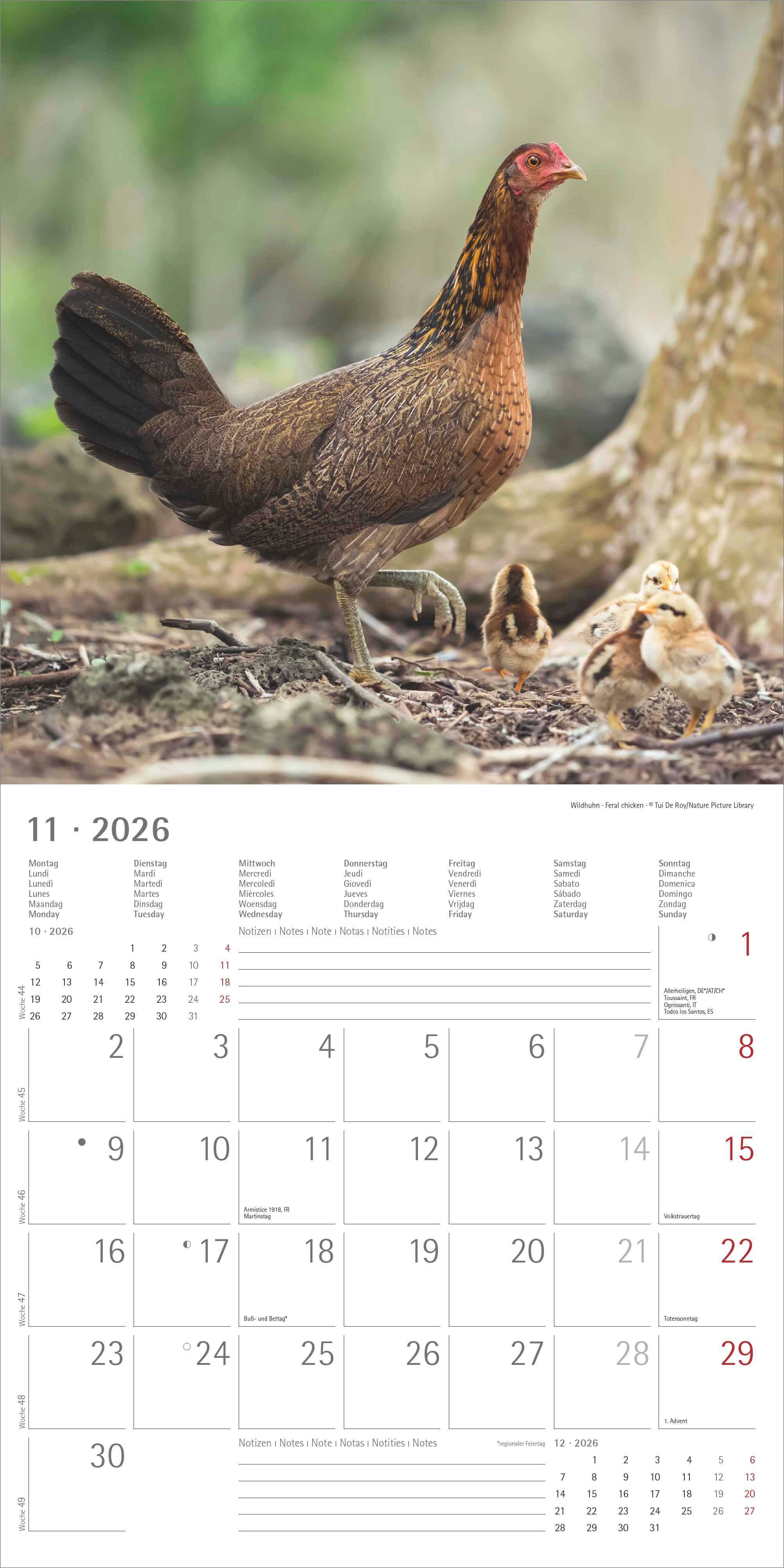 Kalender 2026 30x30 Chickens