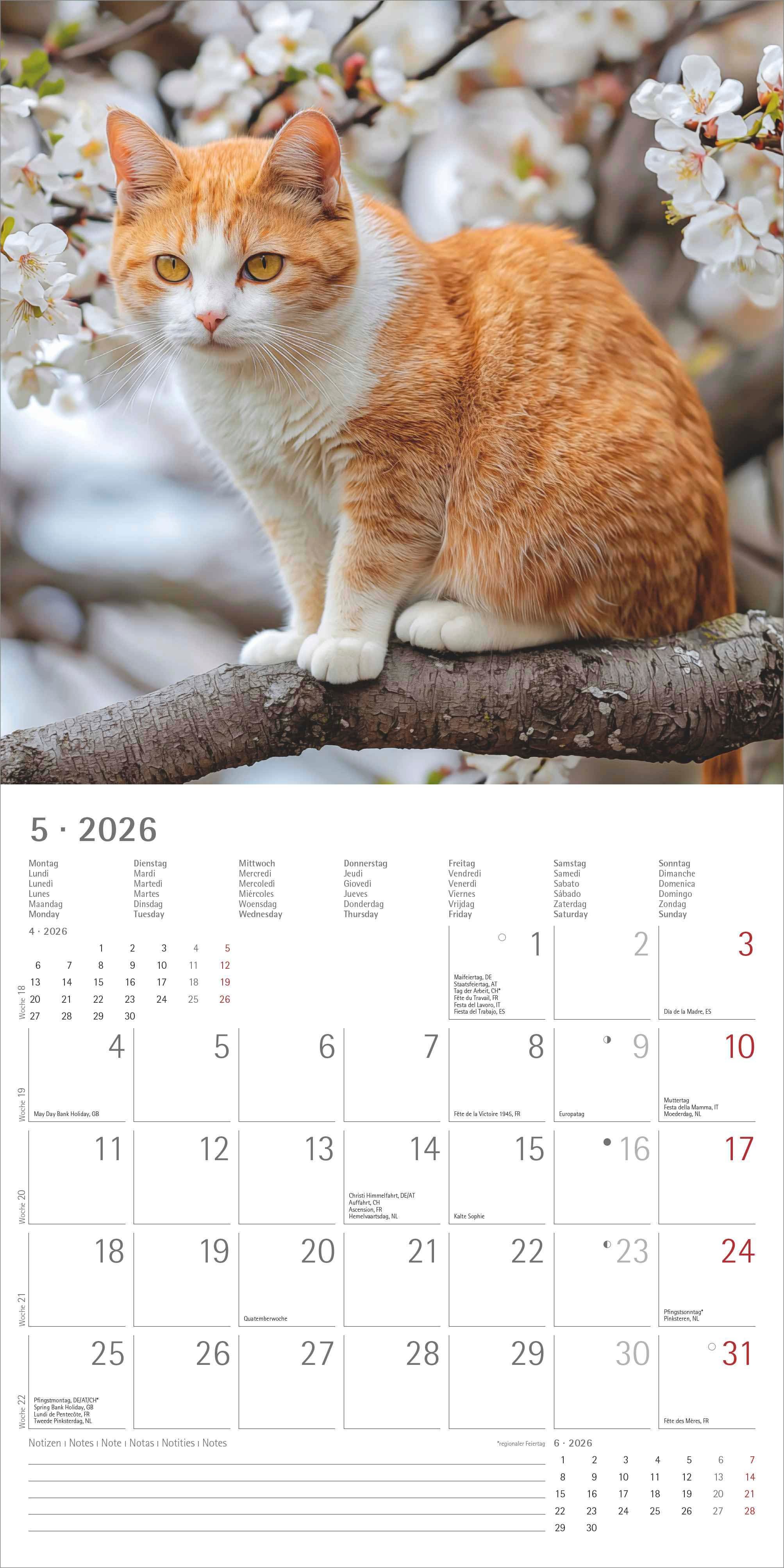 Kalender 2026 30x30 Cats