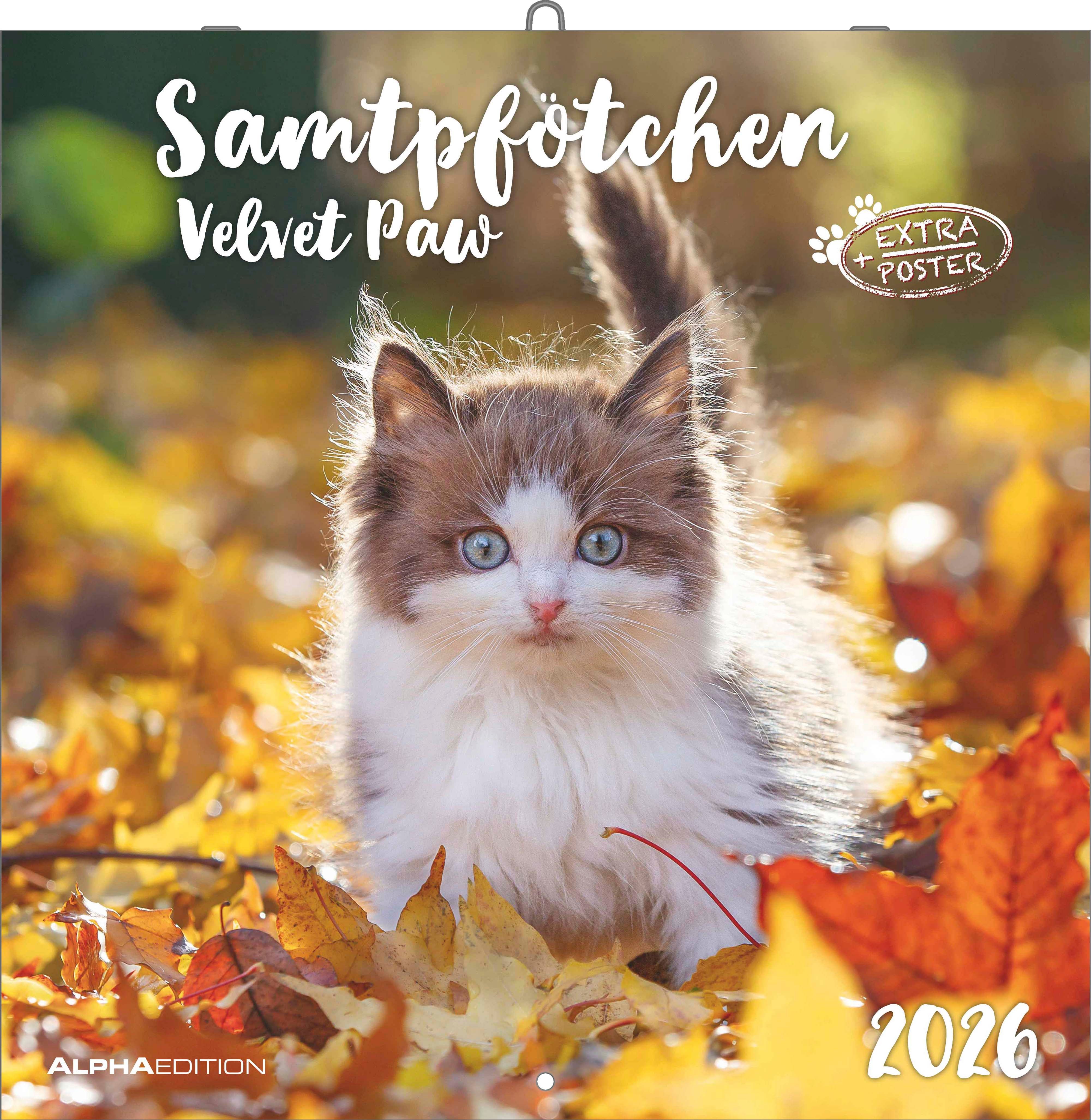 Kalender 2026 30x30 Velvet Paw
