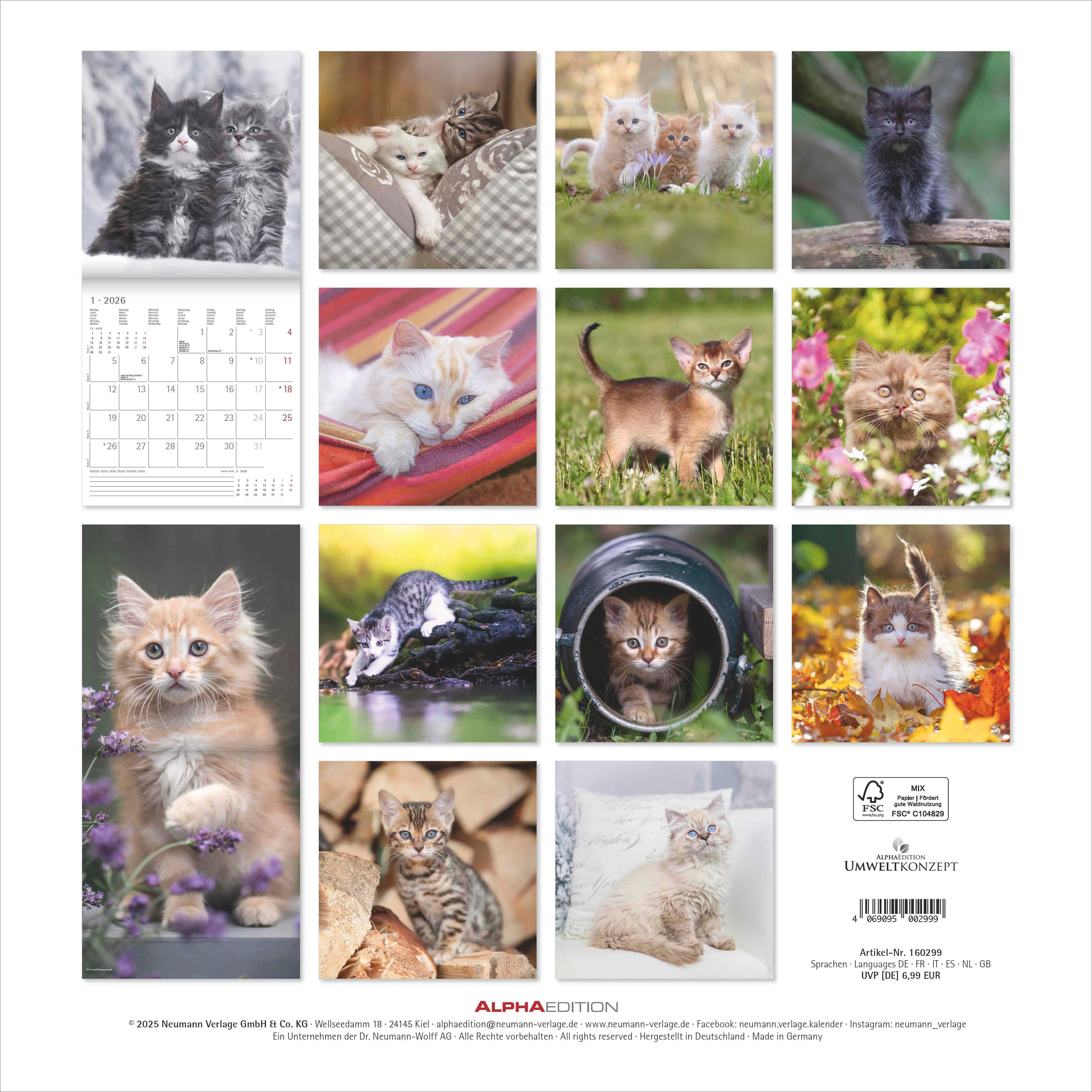 Kalender 2026 30x30 Velvet Paw