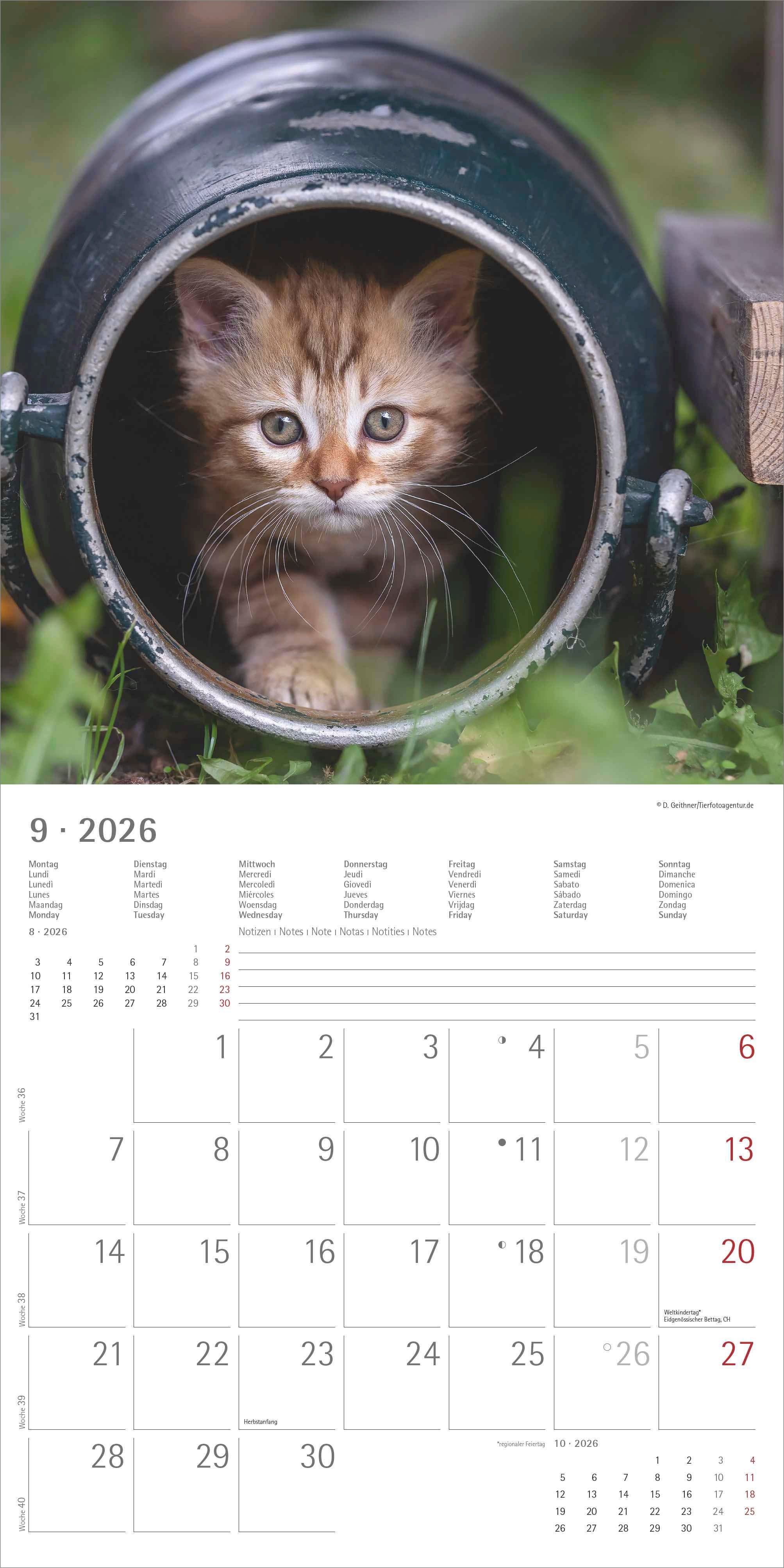 Kalender 2026 30x30 Velvet Paw