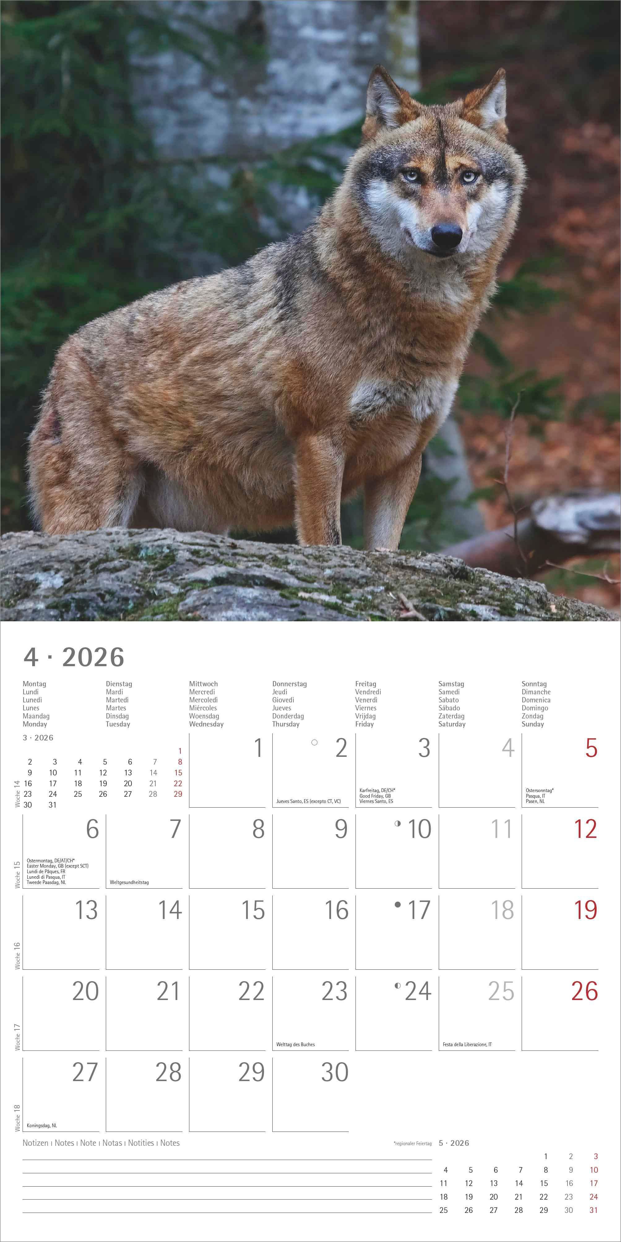 Kalender 2026 30x30 Wolves