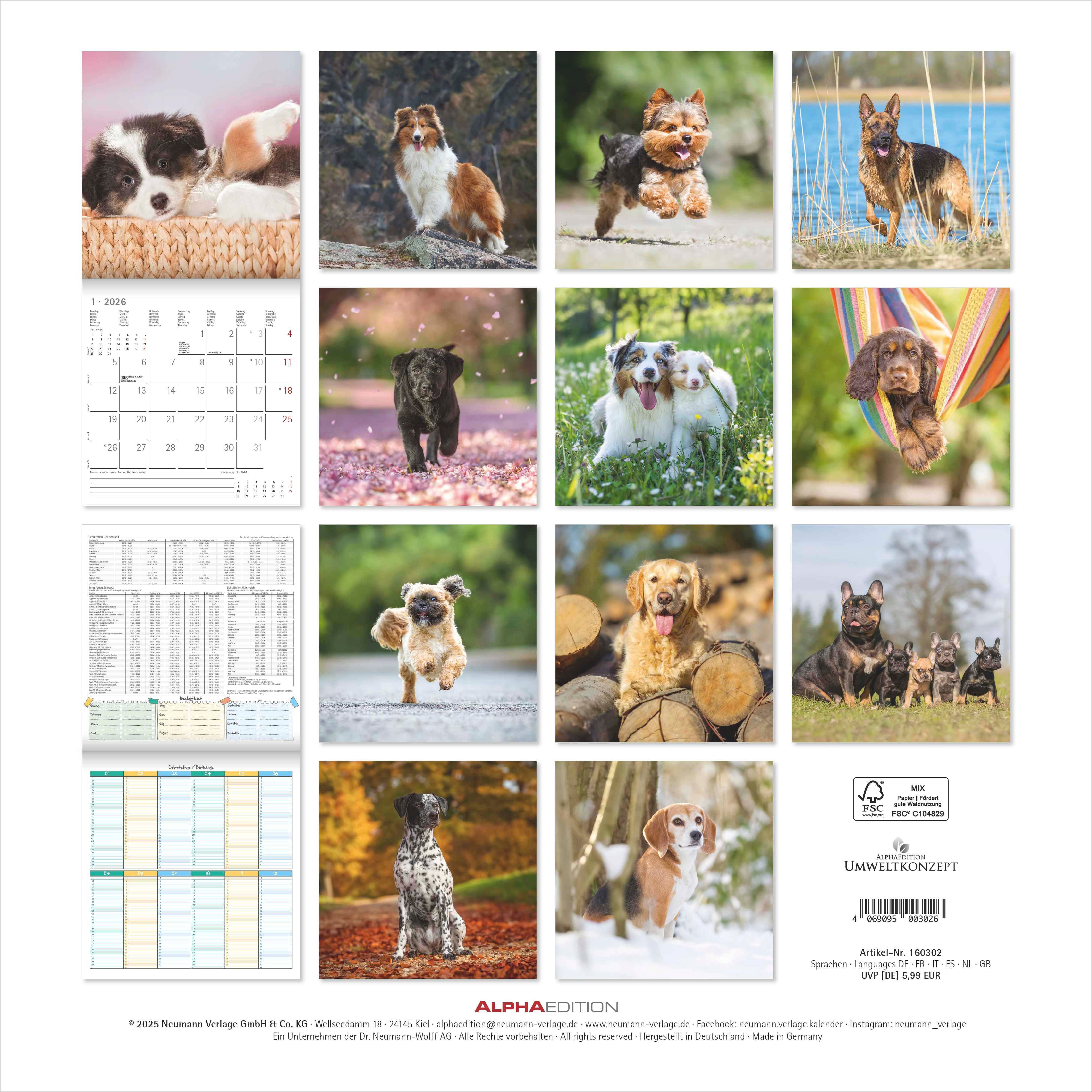 Kalender 2026 30x30 Dogs