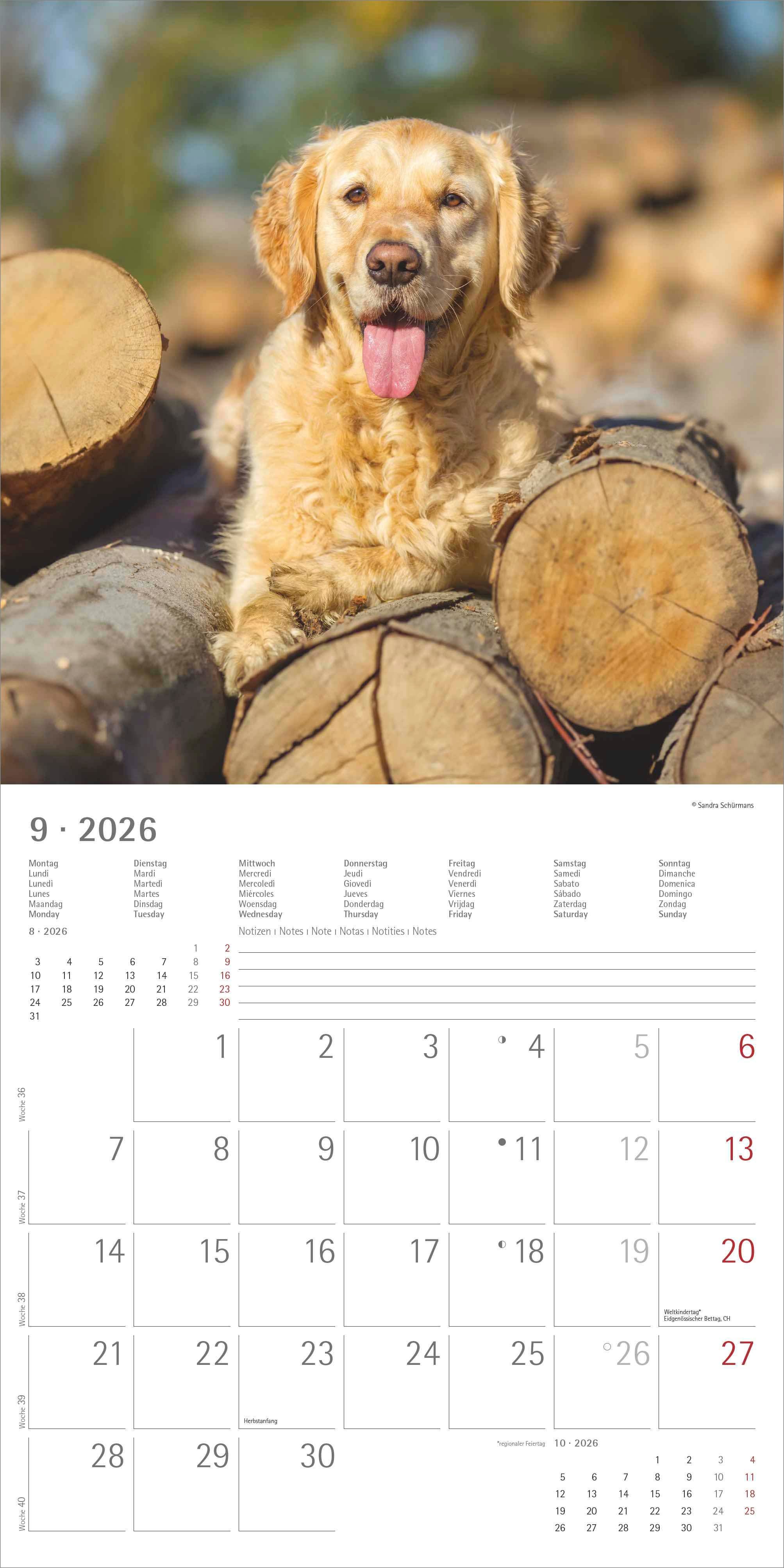 Kalender 2026 30x30 Dogs