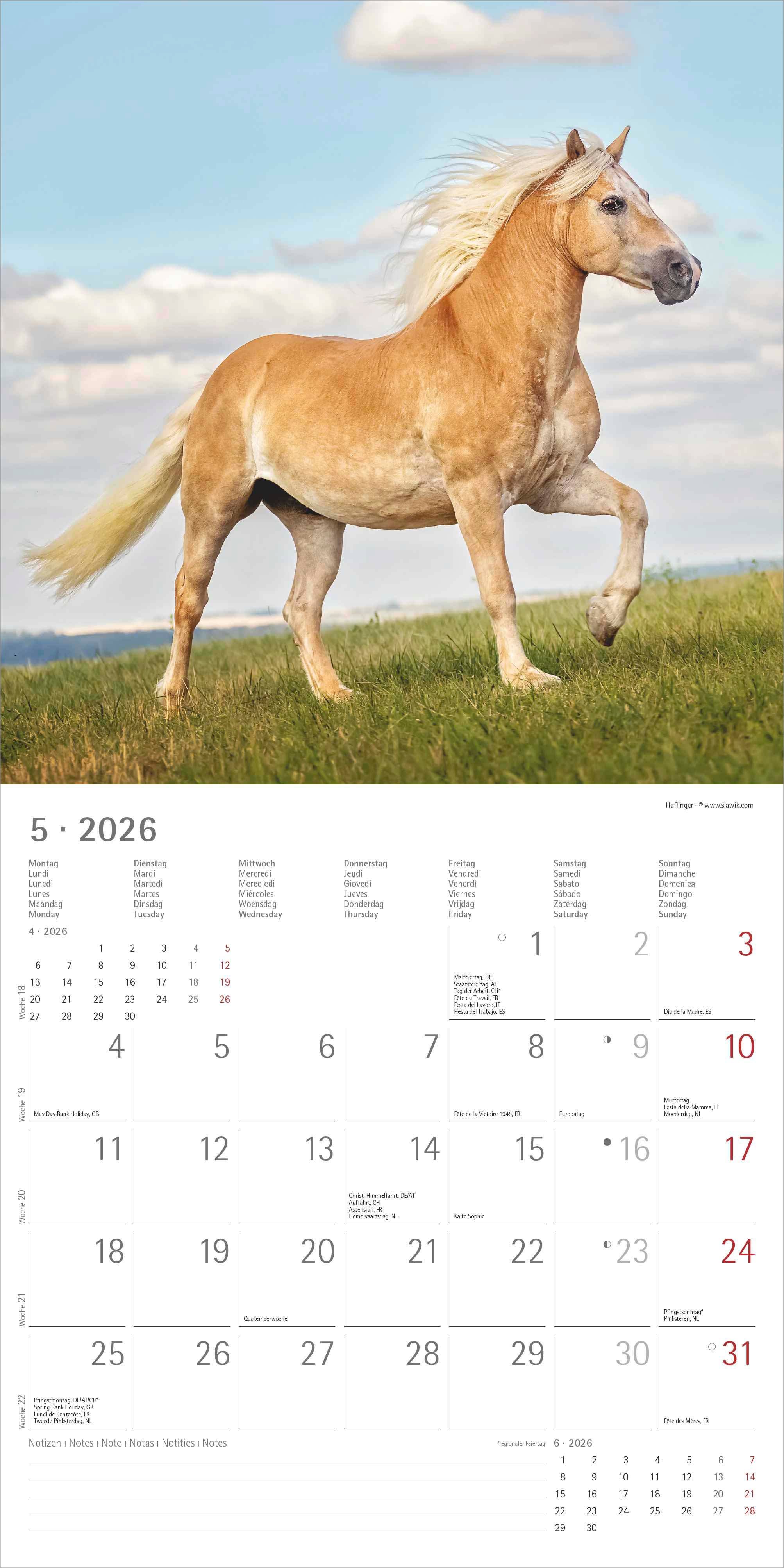 Kalender 2026 30x30 Horses